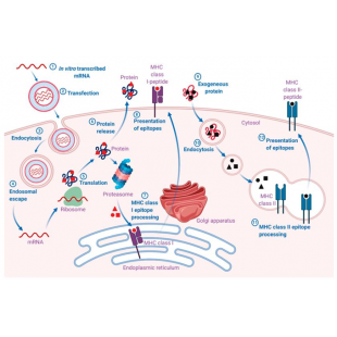 圖1. mRNA疫苗的作用機制.png