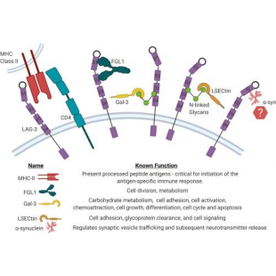 圖3. LAG-3潛在配體及其功能.png