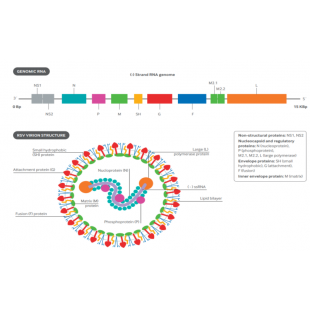 圖1 呼吸道合胞病毒結構示意圖.png