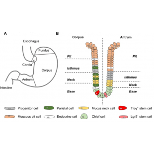 圖1. 人胃的結構，以及由胃底（fundic）和胃竇（antrum）構成的類器官hFGOs和hAGOs.png