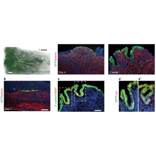 圖2. 腸類器官（綠色）在移植1週後，成功整合到小鼠上皮損傷的區域.png