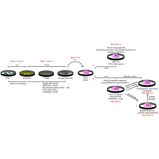 圖1. hPSCs來源的芽尖祖細胞類器官或hLOs培養方案.png