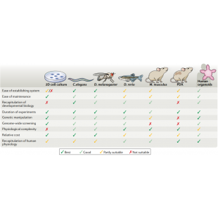 類器官_圖1 不同模型的優點與限制.png