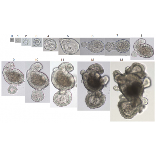 圖1 單一Lgr5_幹細胞連續培養生長狀態（number：days.png