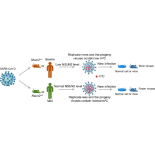 圖1 NSUN2介導的m5C修飾調節SARS-CoV-2 複製和感染能力.png