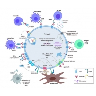 2 抗CD20單克隆抗體已知的多種作用機制.jpg