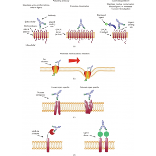 圖1 選擇針對膜蛋白的抗體路徑.png