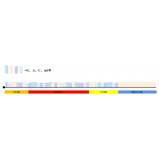 1  Novoprotein mCherry mRNA _N1-Me-Pseudo UTP_結構，mRNA長度為1195nt，所有UTP均替換為N1-Me-Pseudo UTP.png