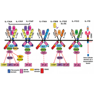 圖2. IL-17因子及其受體家族.png