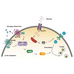 圖3. 啟動GCGR和GLP1R促進胰島β細胞胰島素分泌_4_.png