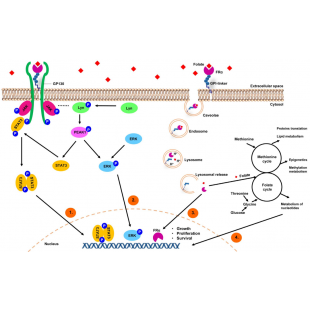 圖1. FRα介導的葉酸內化與癌症訊號調節.png