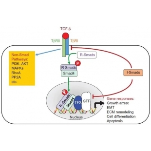 圖3.TGF-β訊號路徑圖.jpg