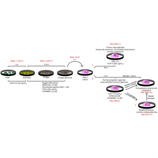 圖1. hPSCs來源的芽尖祖細胞類器官或hLOs培養方案.png