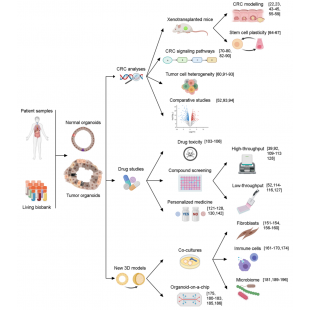 圖3. 大腸直腸（癌）類器官在基礎與臨床研究的應用.png