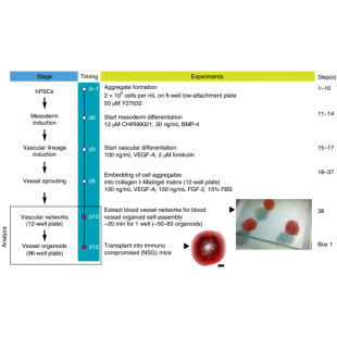 圖1. hPSCs來源的血管類器官培養方案.png