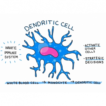Dendritic cell-3.jpg
