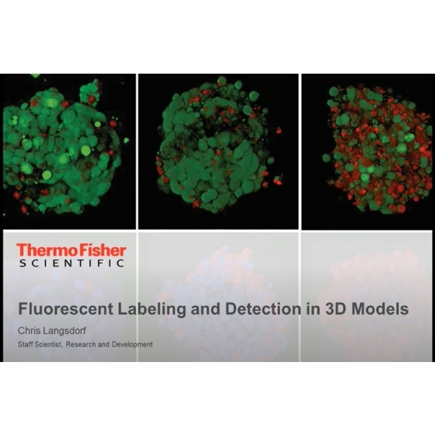 How to Analyze and Characterize Your 3D Cell Culture.jpg